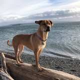 Entry image for Marj