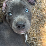 Entry image for Blueberry 