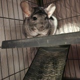 Entry image for Queen Pinelope