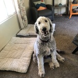 Entry image for Albert