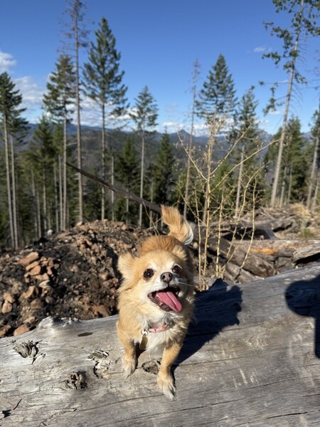 Entry image for Peanut. Clicking this image will show a larger photo