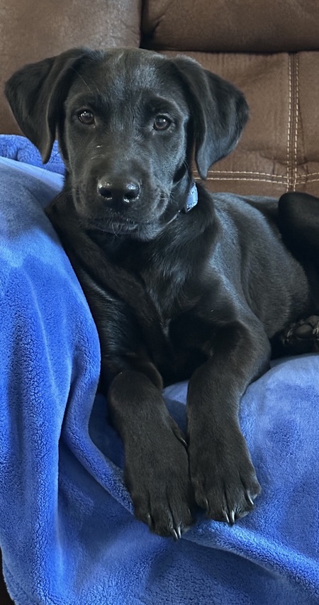 Entry image for Toad. Clicking this image will show a larger photo