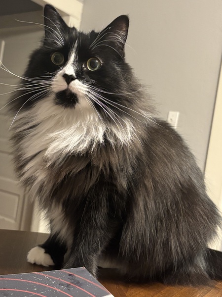 Entry image for Tito. Clicking this image will show a larger photo