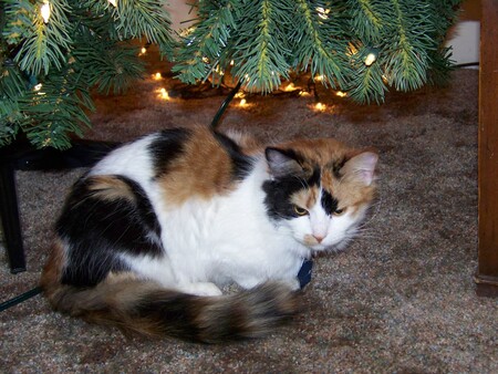 Entry image for Corrina. Clicking this image will show a larger photo