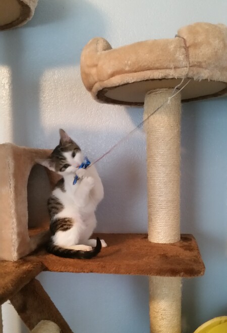 Entry image for Annie. Clicking this image will show a larger photo