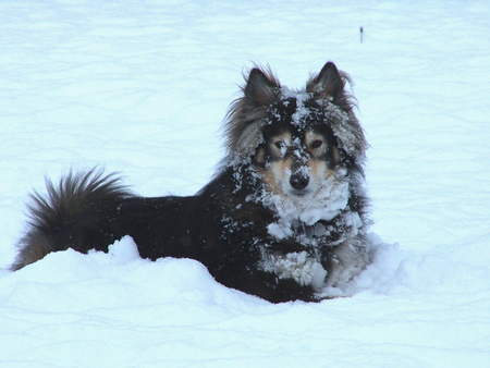 Entry image for Sheba. Clicking this image will show a larger photo