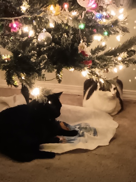 Entry image for Ebony and Annie. Clicking this image will show a larger photo