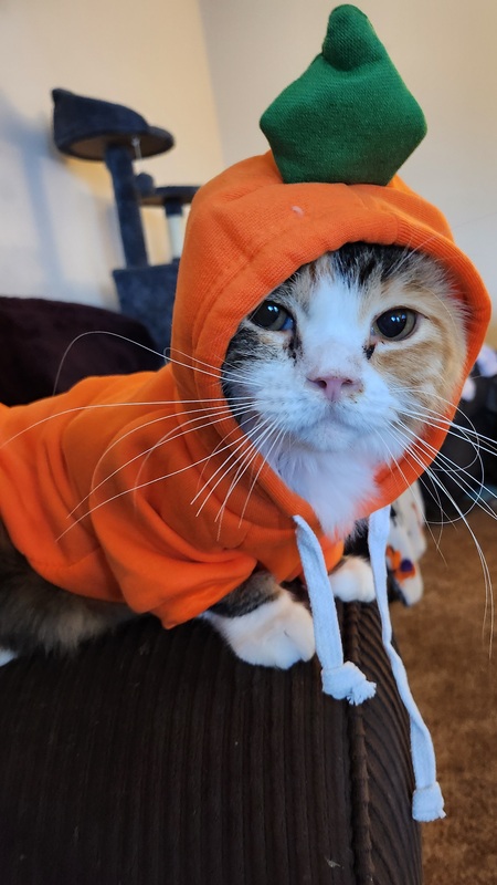 Entry image for Lil Gingee. Clicking this image will show a larger photo