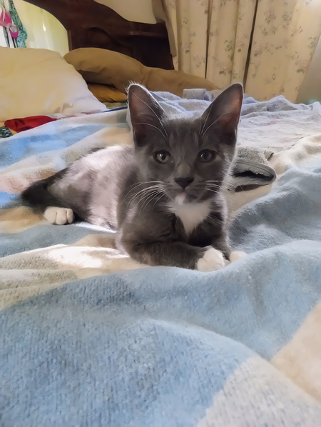 Entry image for Dash. Clicking this image will show a larger photo