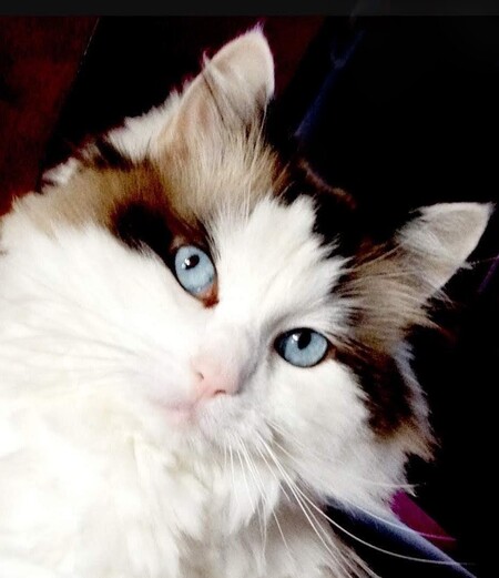 Entry image for Bess. Clicking this image will show a larger photo