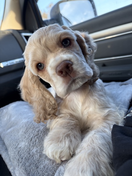 Entry image for Beans. Clicking this image will show a larger photo