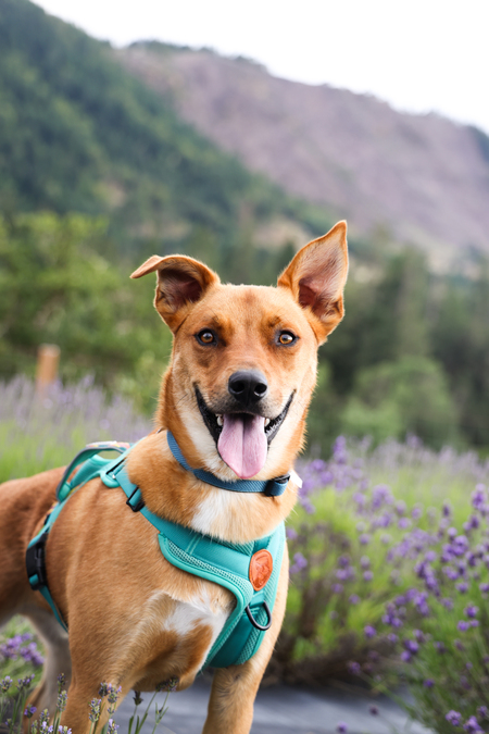 Entry image for Mo. Clicking this image will show a larger photo