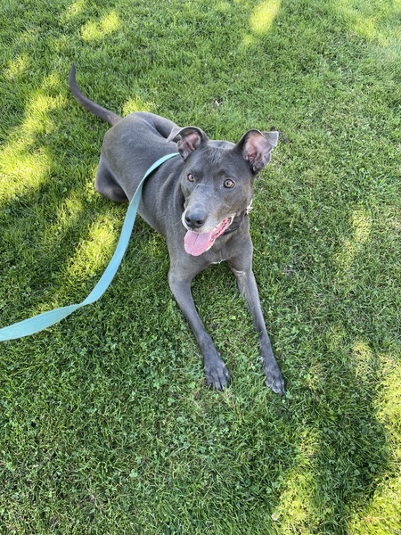 Entry image for Nala. Clicking this image will show a larger photo