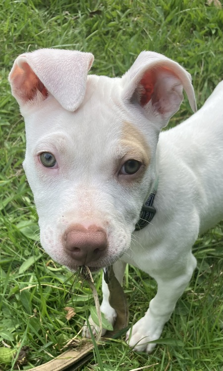 Entry image for Rollie. Clicking this image will show a larger photo