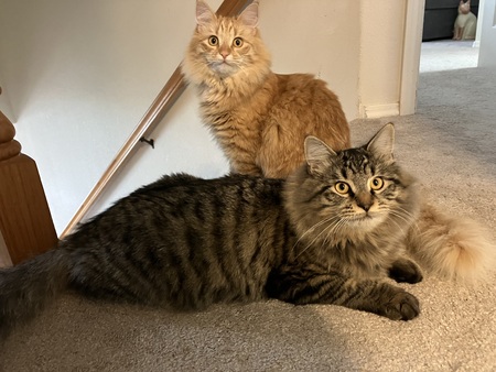 Entry image for Sunshine and Stormy . Clicking this image will show a larger photo