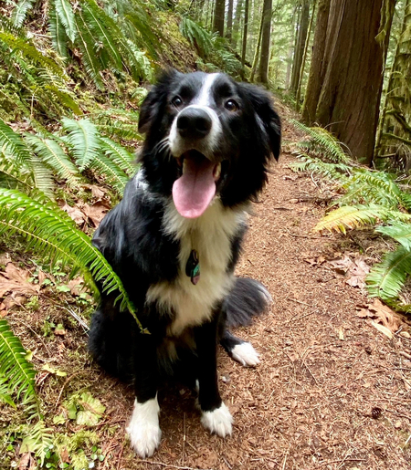 Entry image for Koa . Clicking this image will show a larger photo