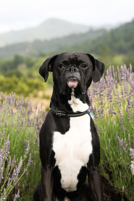 Entry image for Romeo. Clicking this image will show a larger photo