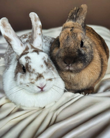 Entry image for Daphne and Quinn. Clicking this image will show a larger photo