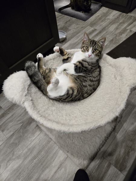 Entry image for DJ Purr. Clicking this image will show a larger photo