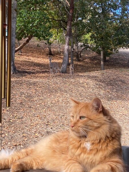 Entry image for Tabor. Clicking this image will show a larger photo