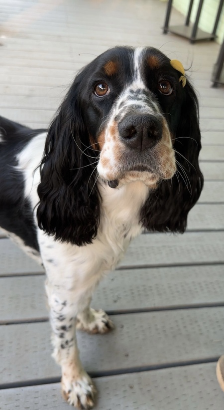 Entry image for Paisley. Clicking this image will show a larger photo