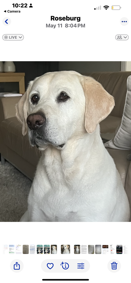 Entry image for Cooper. Clicking this image will show a larger photo