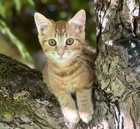 Entry image for Charlie. Clicking this image will show a larger photo