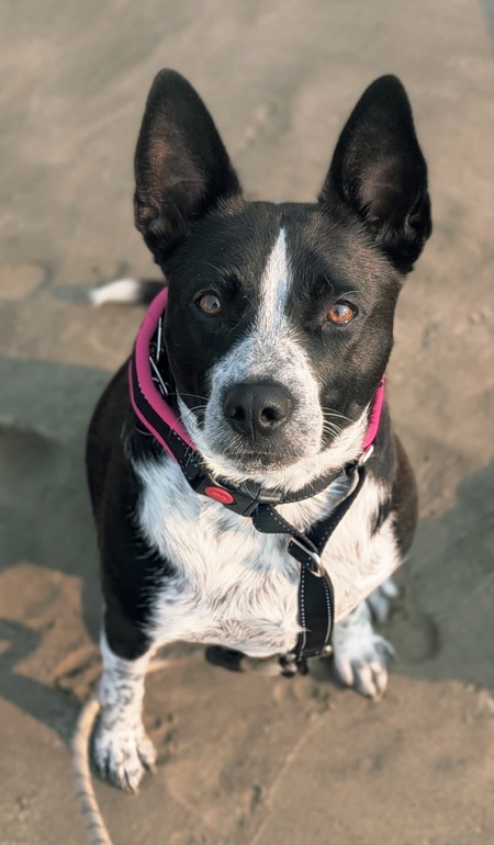 Entry image for Pupper. Clicking this image will show a larger photo