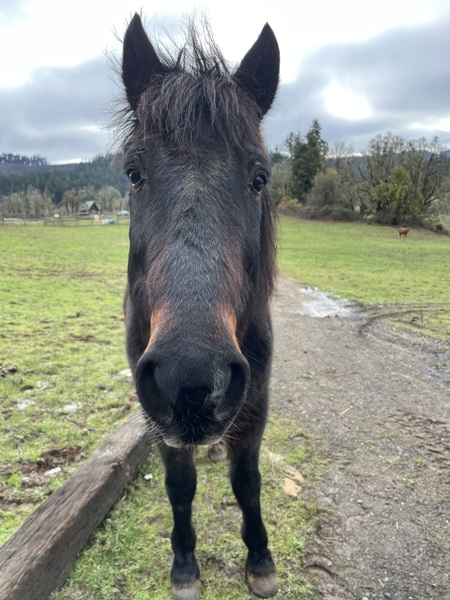 Entry image for Sammy. Clicking this image will show a larger photo