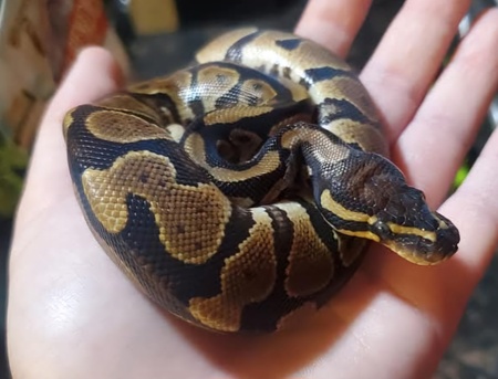 Entry image for Dio. Clicking this image will show a larger photo