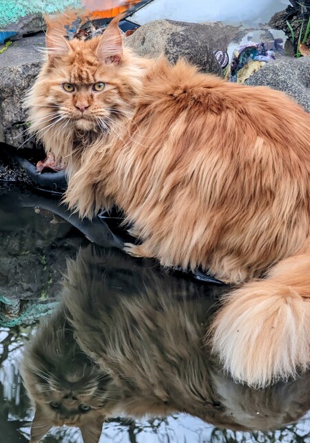 Entry image for Vladimir . Clicking this image will show a larger photo