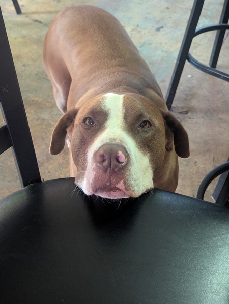 Entry image for Billy Boy . Clicking this image will show a larger photo