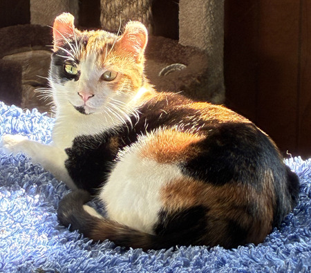 Entry image for Bella. Clicking this image will show a larger photo