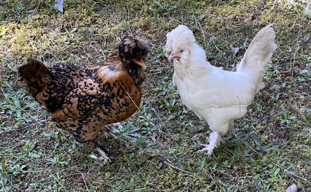 Entry image for Pretzel and Glamour. Clicking this image will show a larger photo