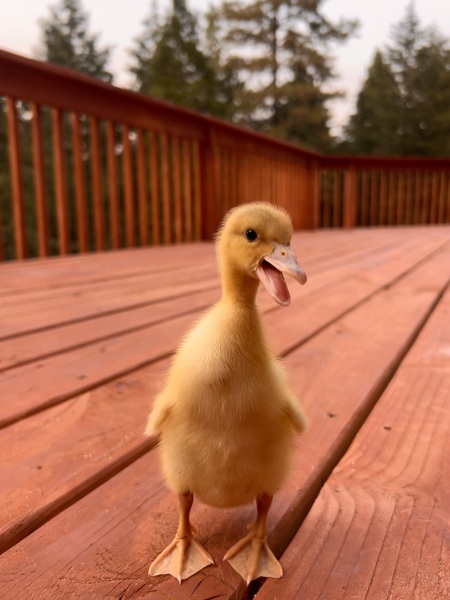 Entry image for Willy Wonky. Clicking this image will show a larger photo