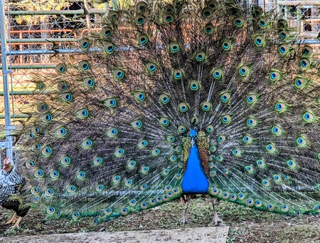 Entry image for Peep the peacock. Clicking this image will show a larger photo