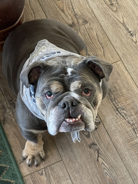 Entry image for Frannie Rae. Clicking this image will show a larger photo