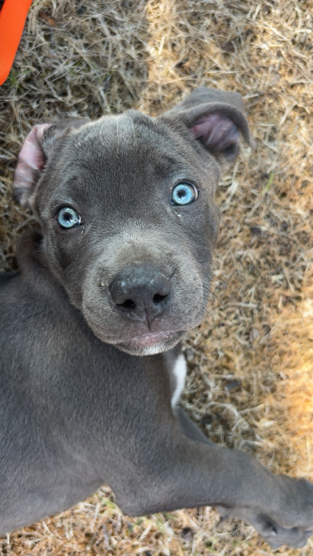 Entry image for Blueberry . Clicking this image will show a larger photo