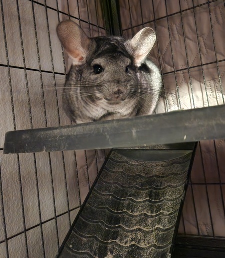 Entry image for Queen Pinelope. Clicking this image will show a larger photo