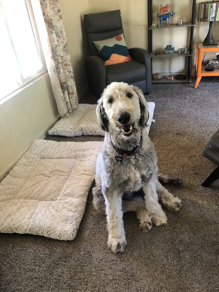 Entry image for Albert. Clicking this image will show a larger photo