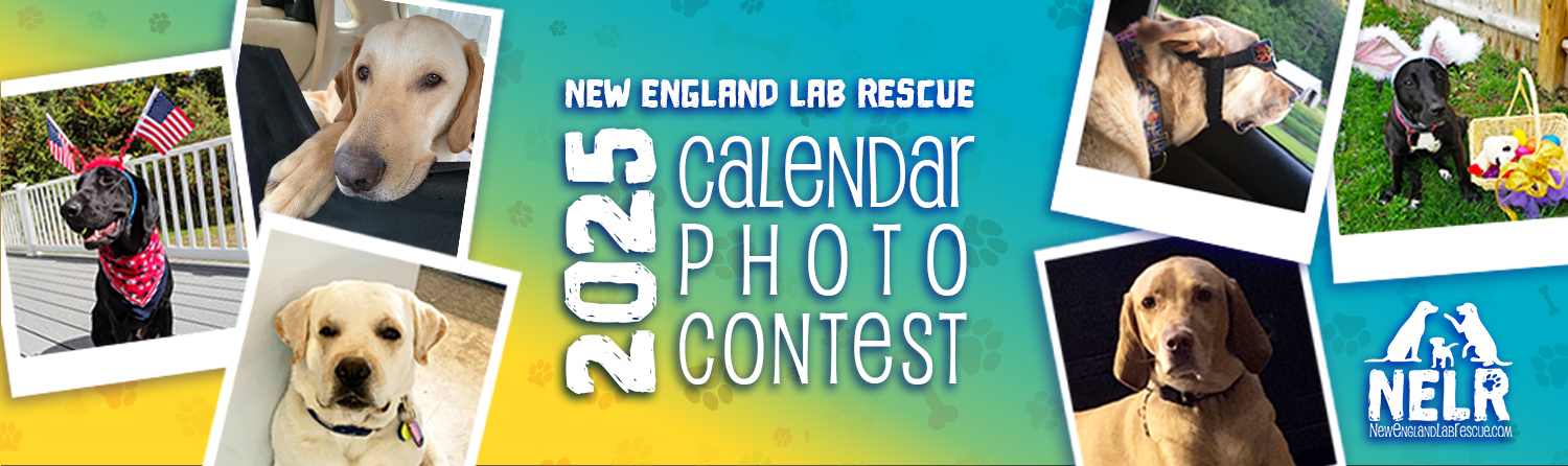 Banner for 2026 Calendar Photo Contest