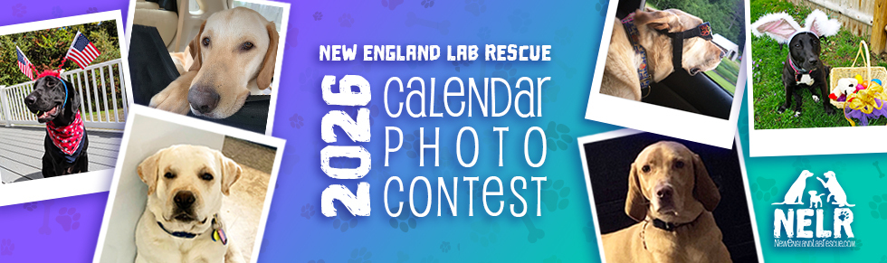 Banner for 2026 Calendar Photo Contest