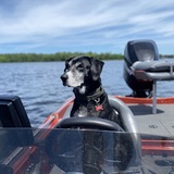 Entry image for Remy