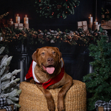 Entry image for Rico 