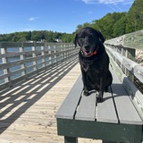 Entry image for Harley