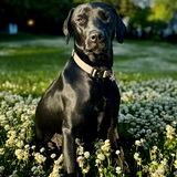 Entry image for Griffey