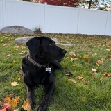 Entry image for Shadow