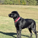 Entry image for Geno