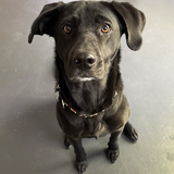 Entry image for Luna Blue