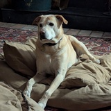 Entry image for Odin